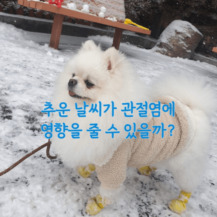 강아지-관절염과-추운날씨의-상관관계