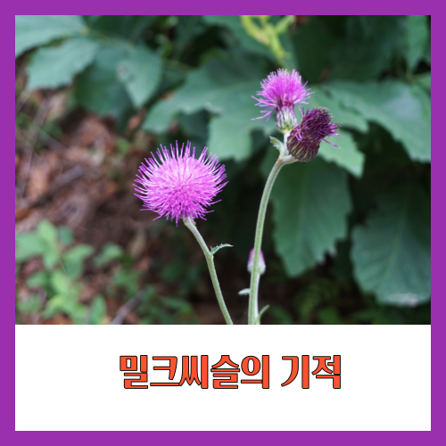 밀크씨슬의 실리마린은 세포의 손상을 줄이고&#44; 건강을 유지하는 데 도움을 줍니다