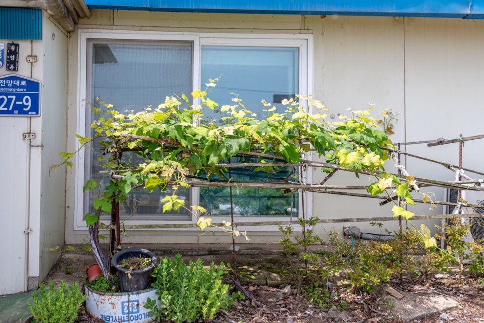 꽃사진 여름의 시골 16