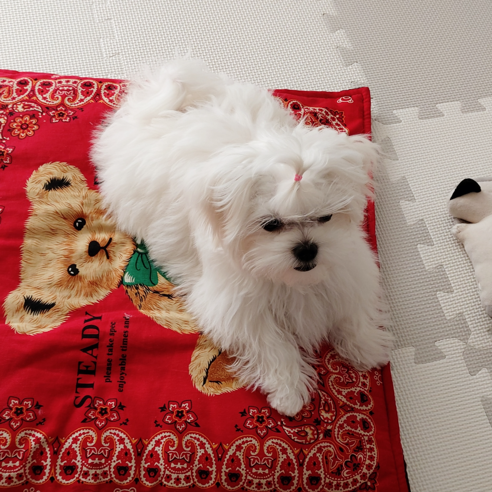 puppy maltese