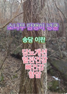 당뇨_송담_효능_소나무_담쟁이_효과