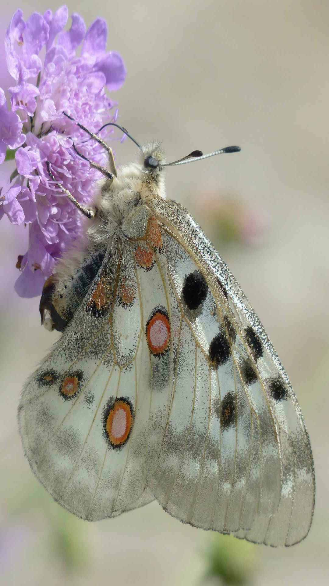 Butterfly Animal iPhone Wallpaper