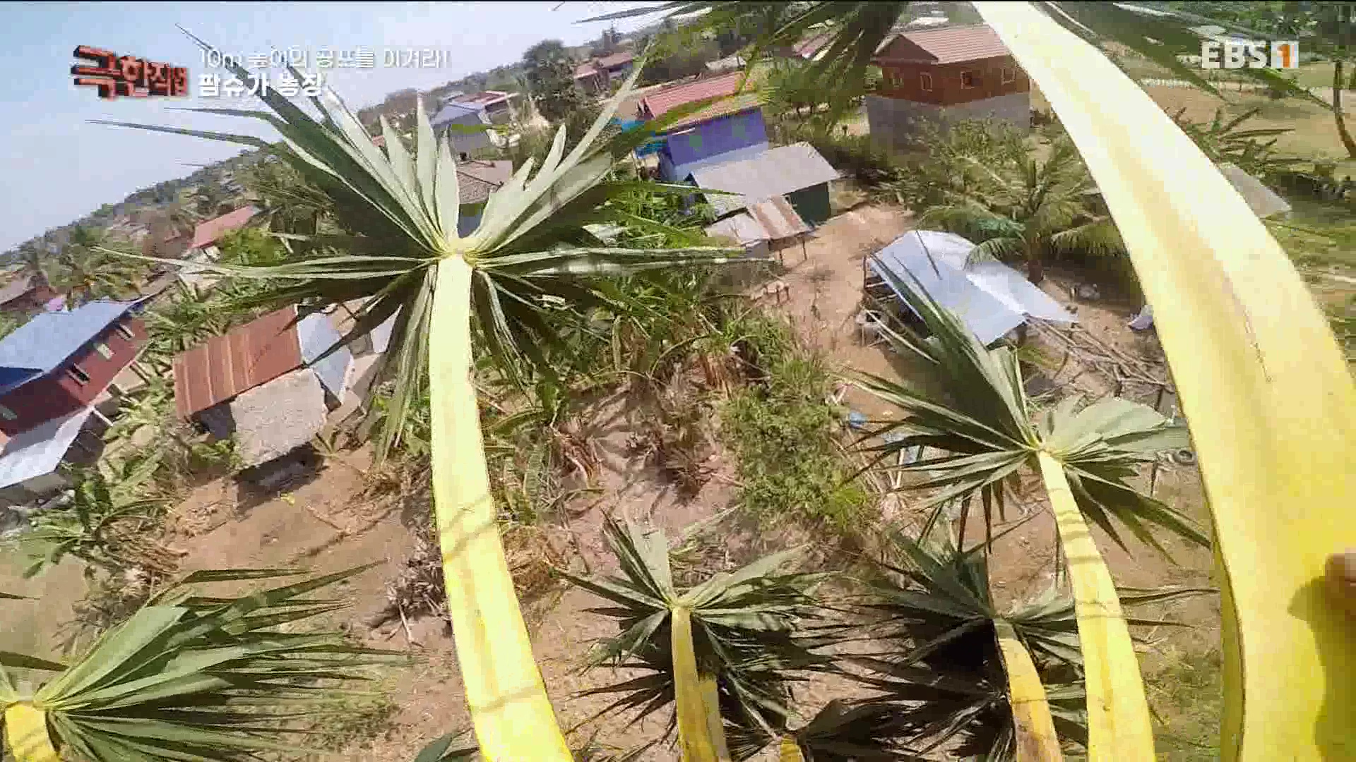 [극한 직업] 캄보디아 팜슈가 농장 230624.mp4_20230701_185222.325.jpg