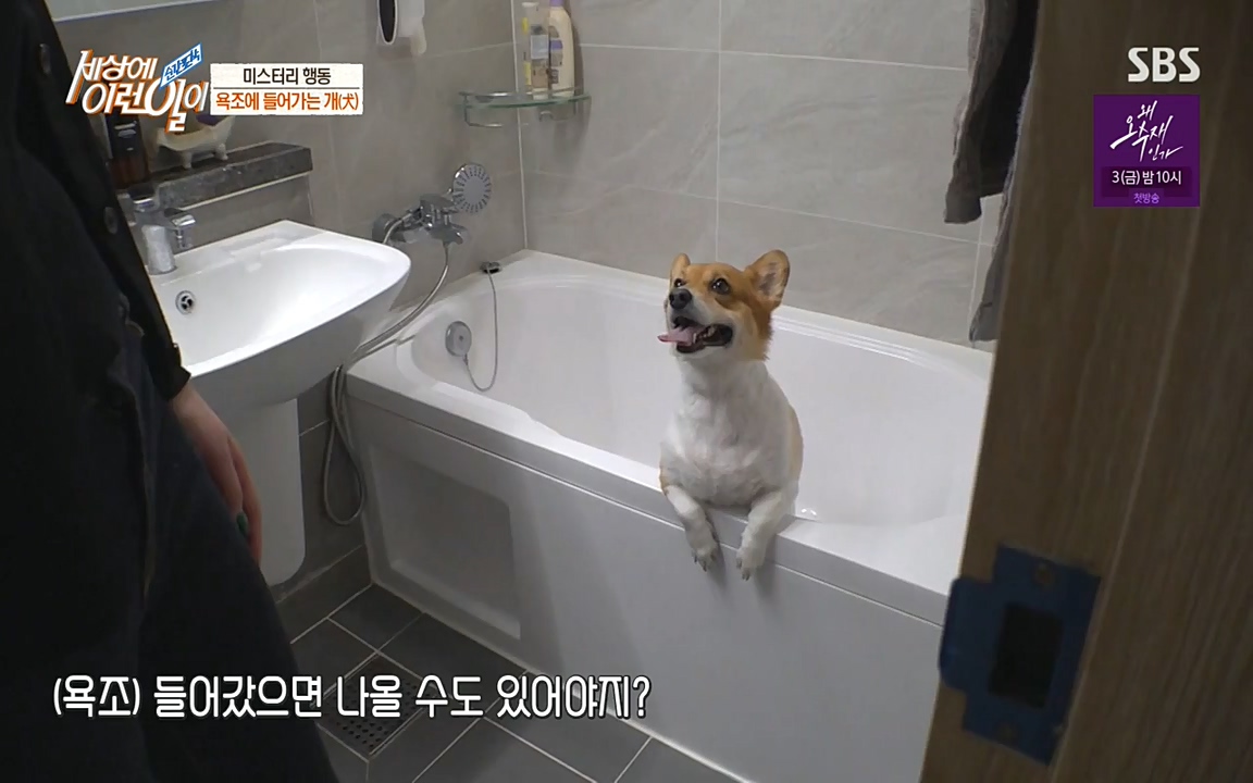 순간포착 세상에 이런일이.E1181.220525p-NEXT.mp4_20220525_202538.307.jpg