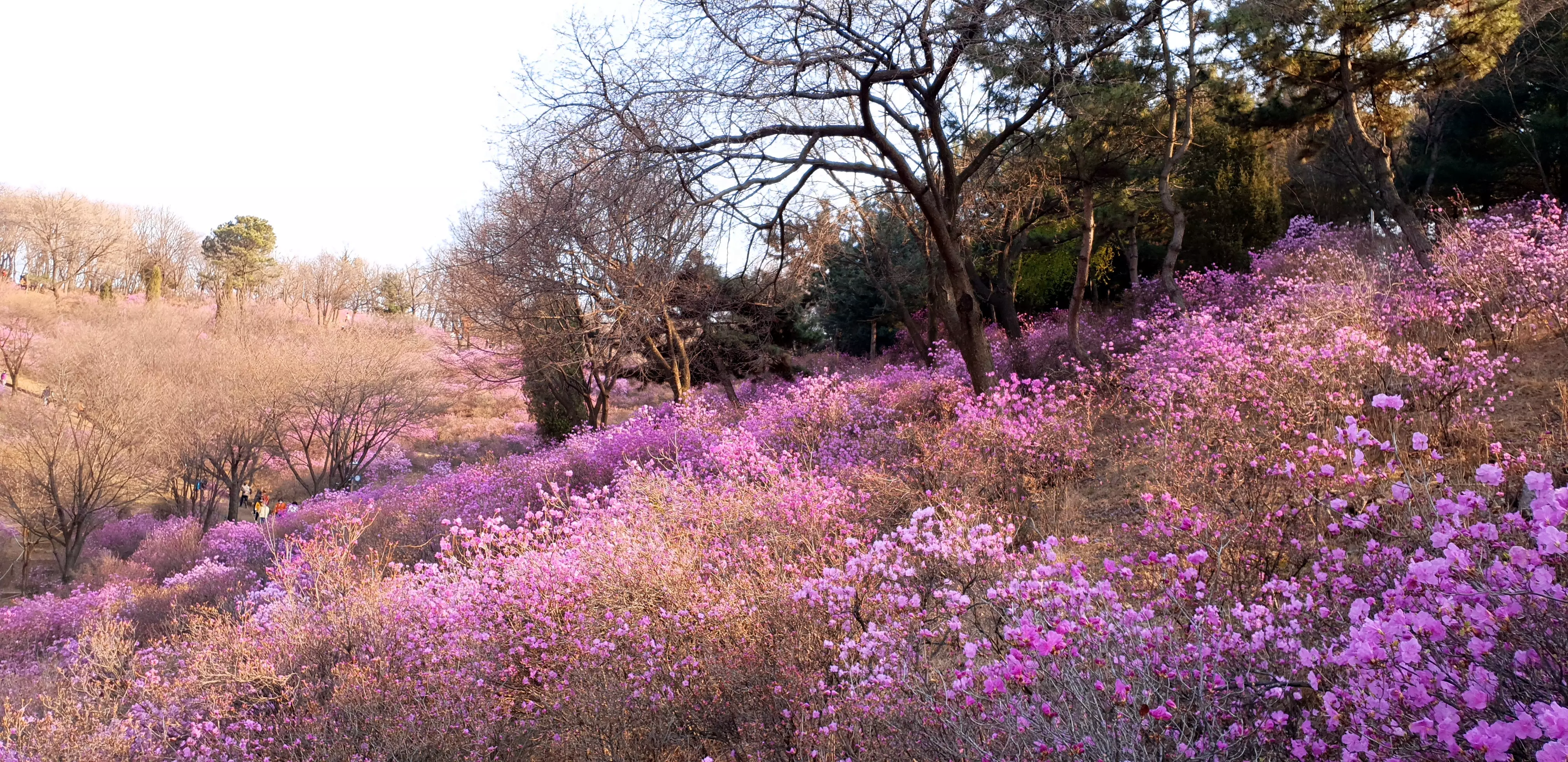 원미산 진달래13