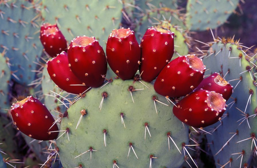 保湿メガネ: ドライアイと戦う