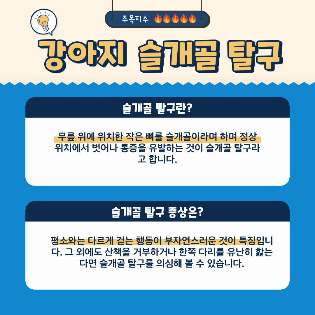 슬개골 탈구에 증상 및 이론