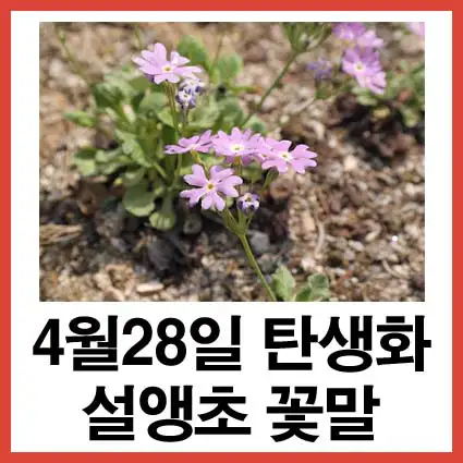 4월-28일-탄생화-설앵초-꽃말