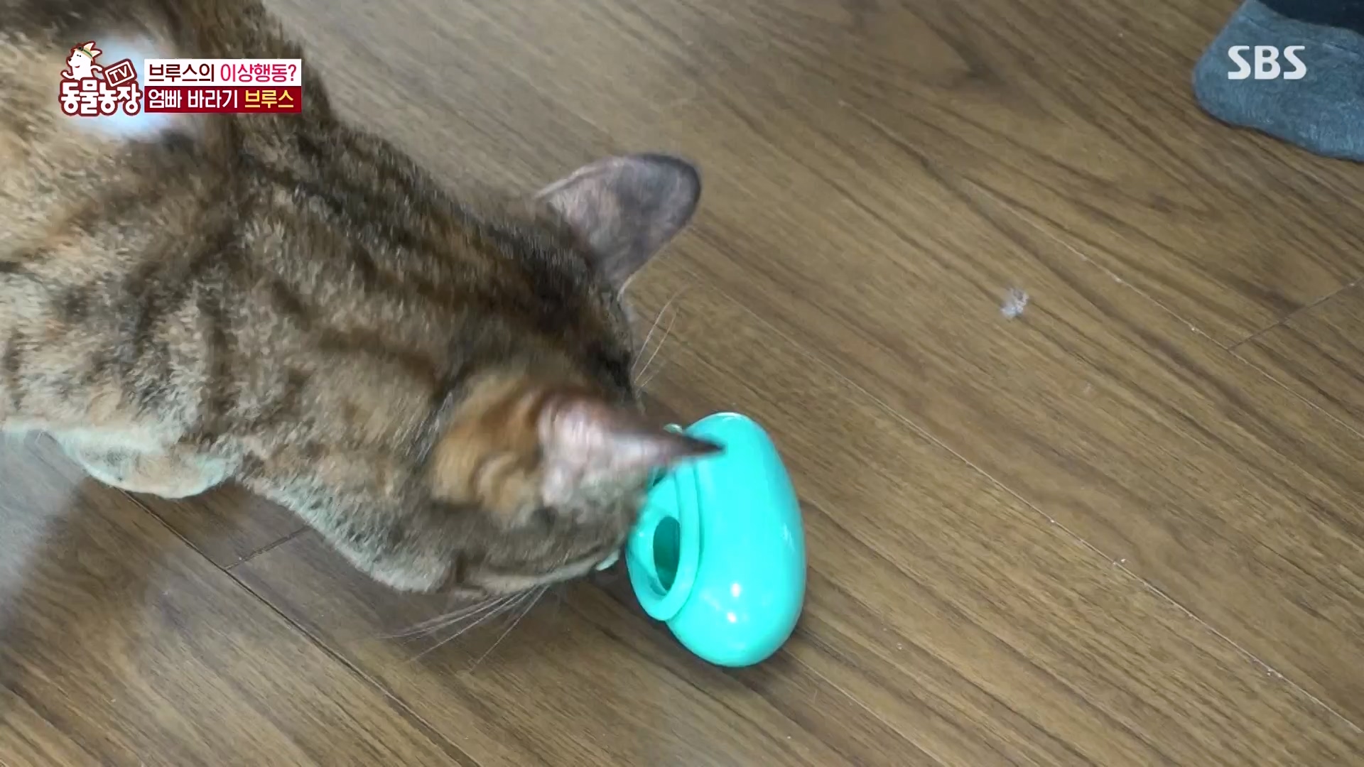 TV 동물농장.E1162.240310p-NEXT.mp4_20240310_162854.067.jpg