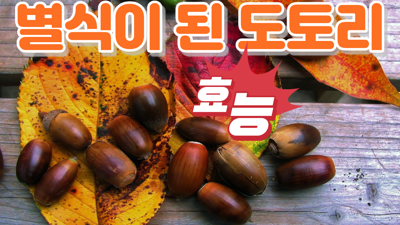  도토리의 효능