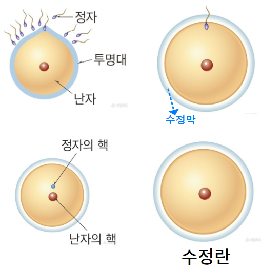 수정과정