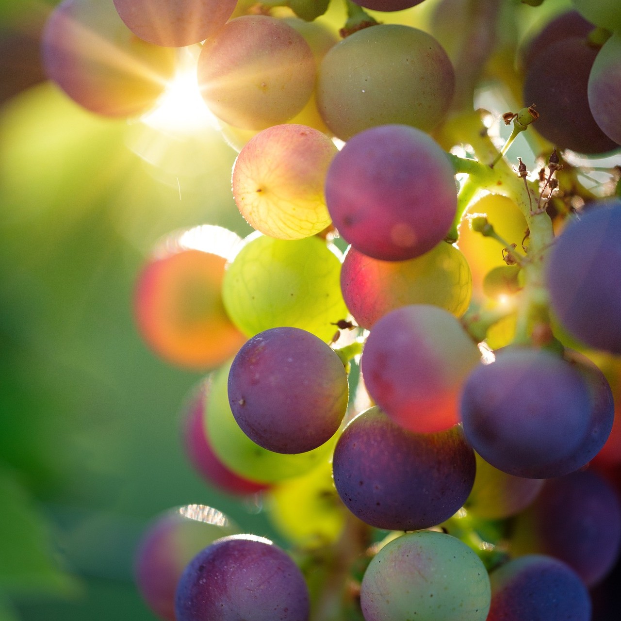 포도씨 추출물(Grape Seed Extract)을 소개하기 위한 포도 사진
