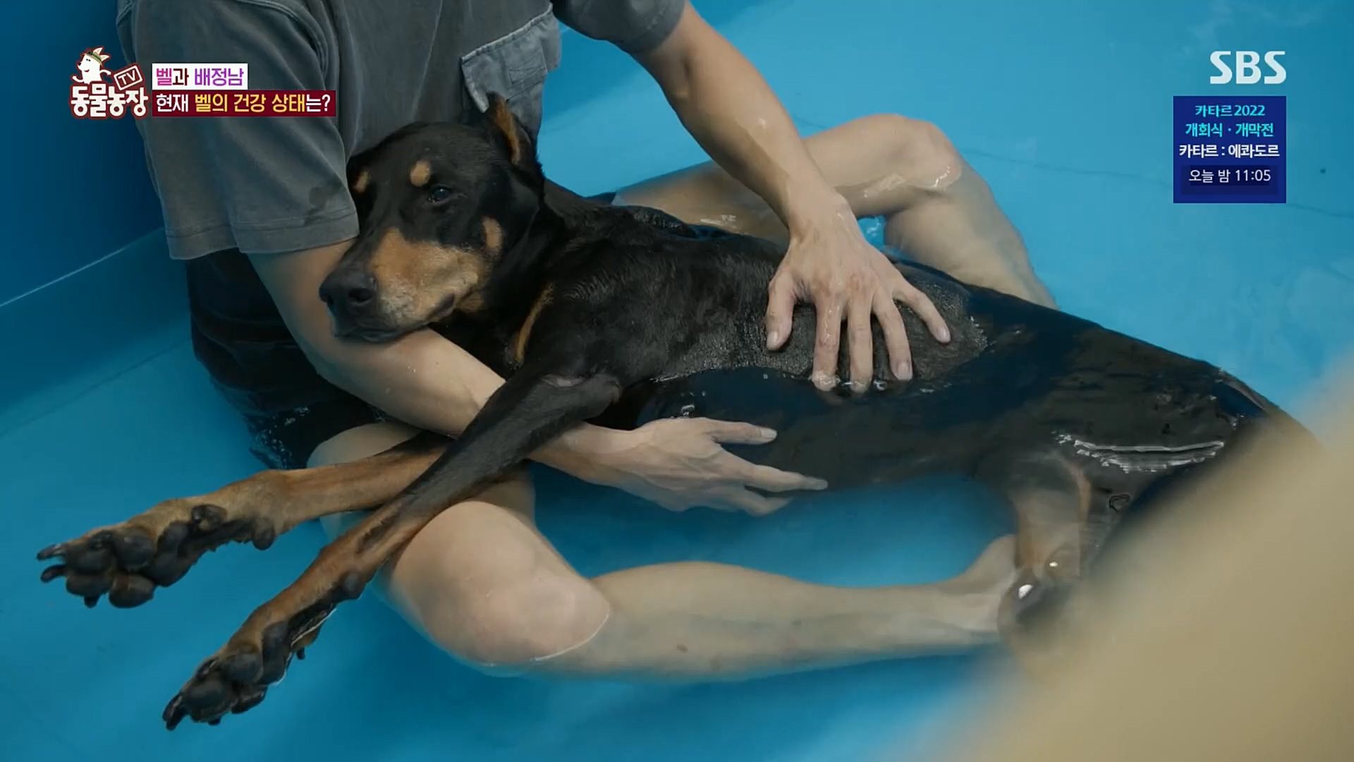 TV 동물농장.E1096.221120p.H264-F1RST.mp4_20221120_193735.886.jpg