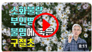 소화불량, 부인병, 불임에 탁월한 구절초 효능