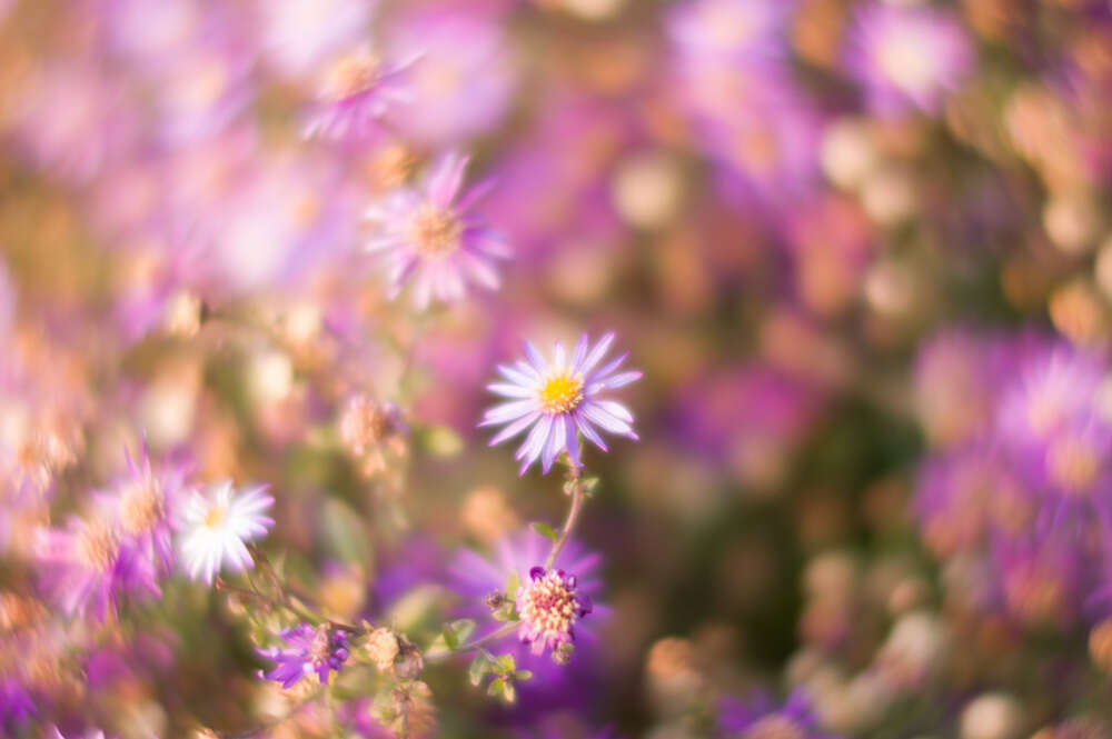 라이카 녹티룩스-M 50mm f/1.2렌즈 회오리보케