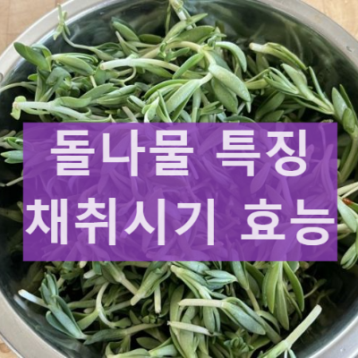 돌나물 먹는 시기 돗나물 돈나물 채취시기 돈나물 돗나물 먹는방법
