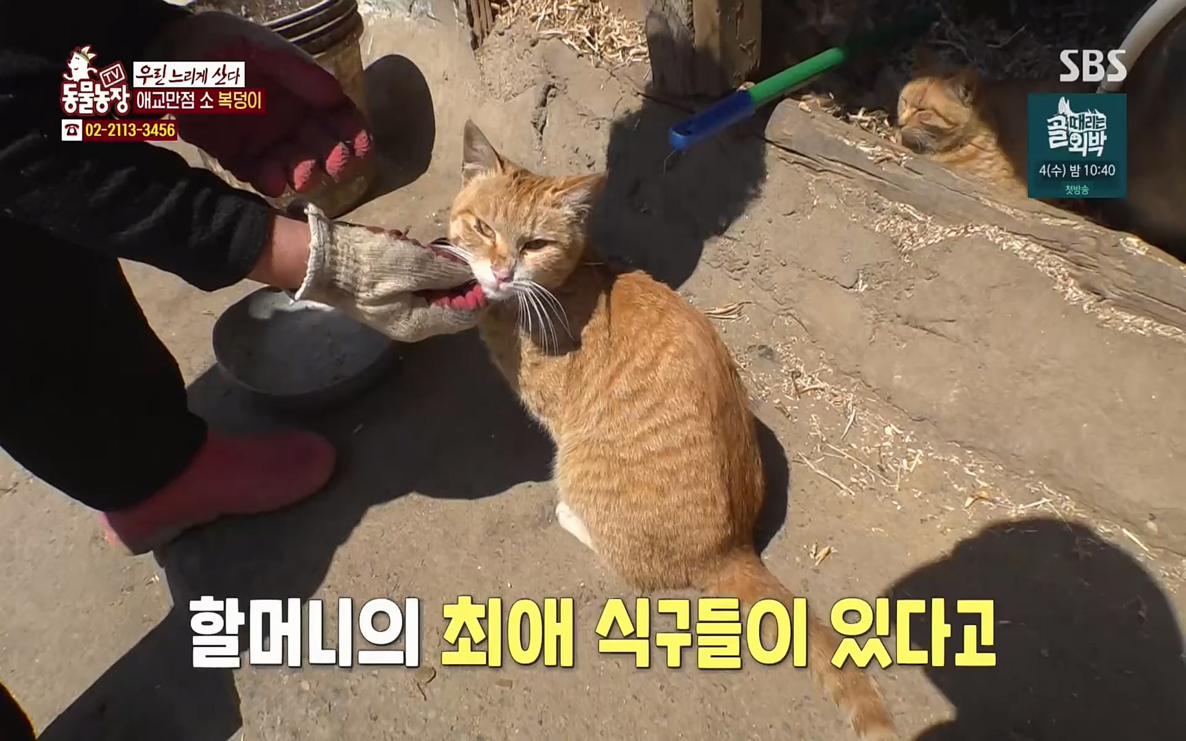 TV 동물농장.E1067.220501p.H264-F1RST.mp4_20220501_183604.962.jpg