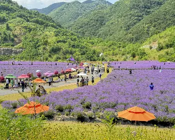 무릉별유천지 라벤더 축제_30
