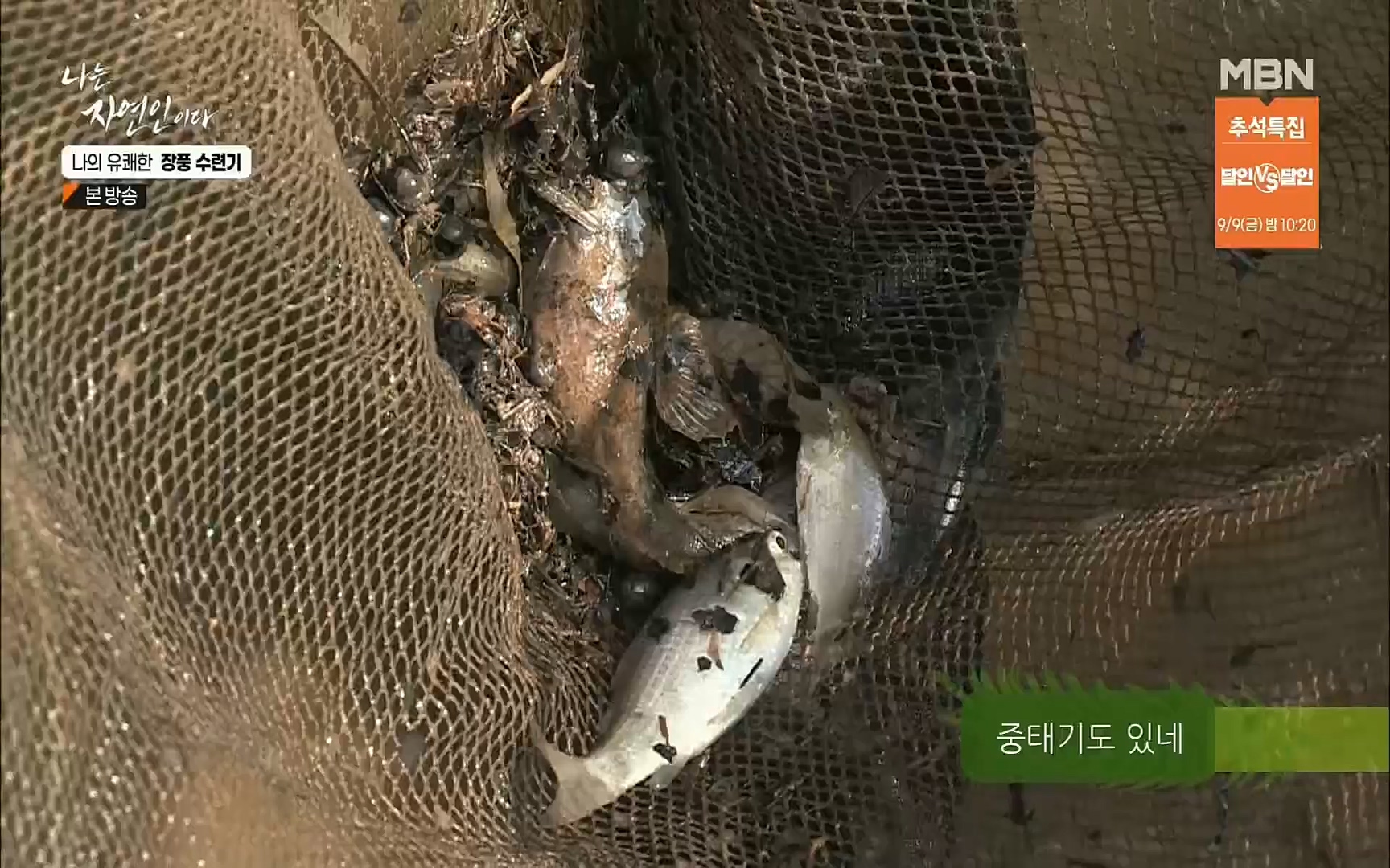 나는 자연인이다.E517.220831p.H264-F1RST.mp4_20220901_200958.369.jpg