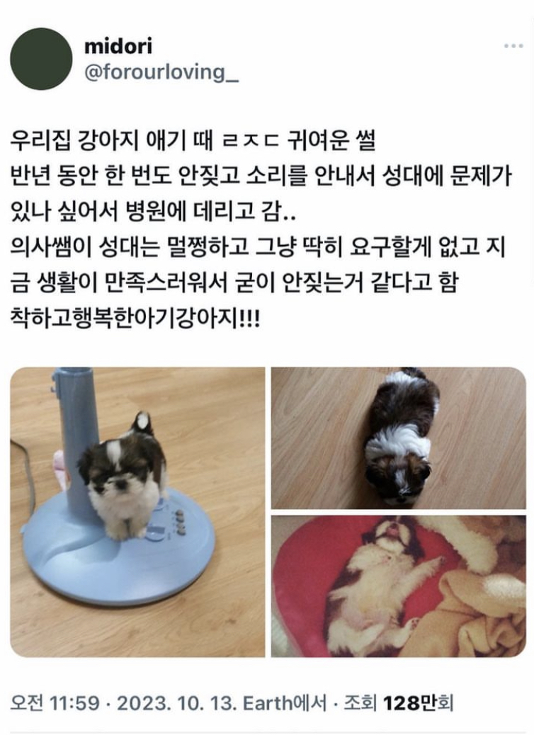 강아지가 반년 동안 안짖어서 병원에 데려가봄.jpg