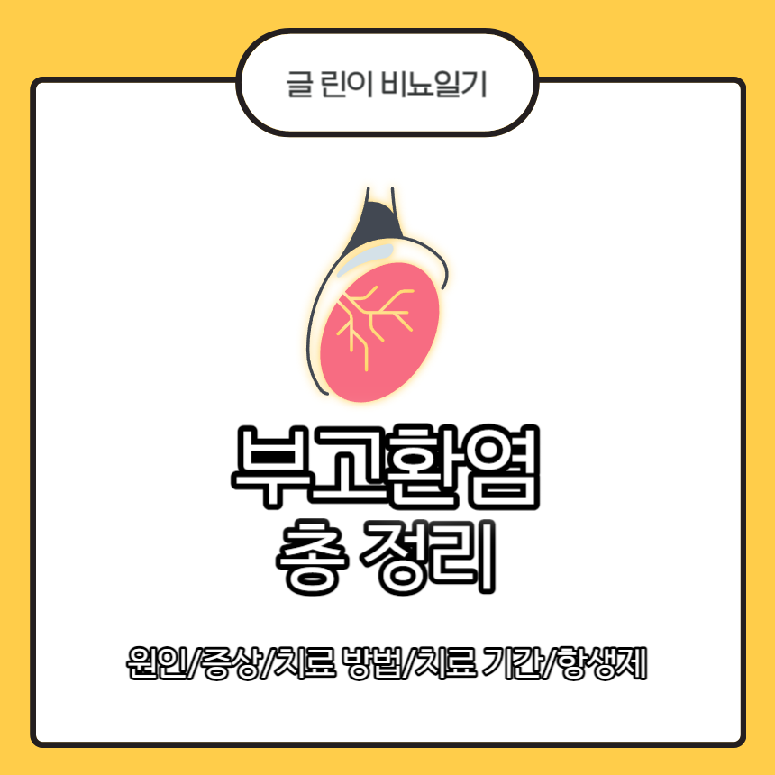 부고환염 총 정리 : 원인/증상/치료 방법/치료 기간/항생제