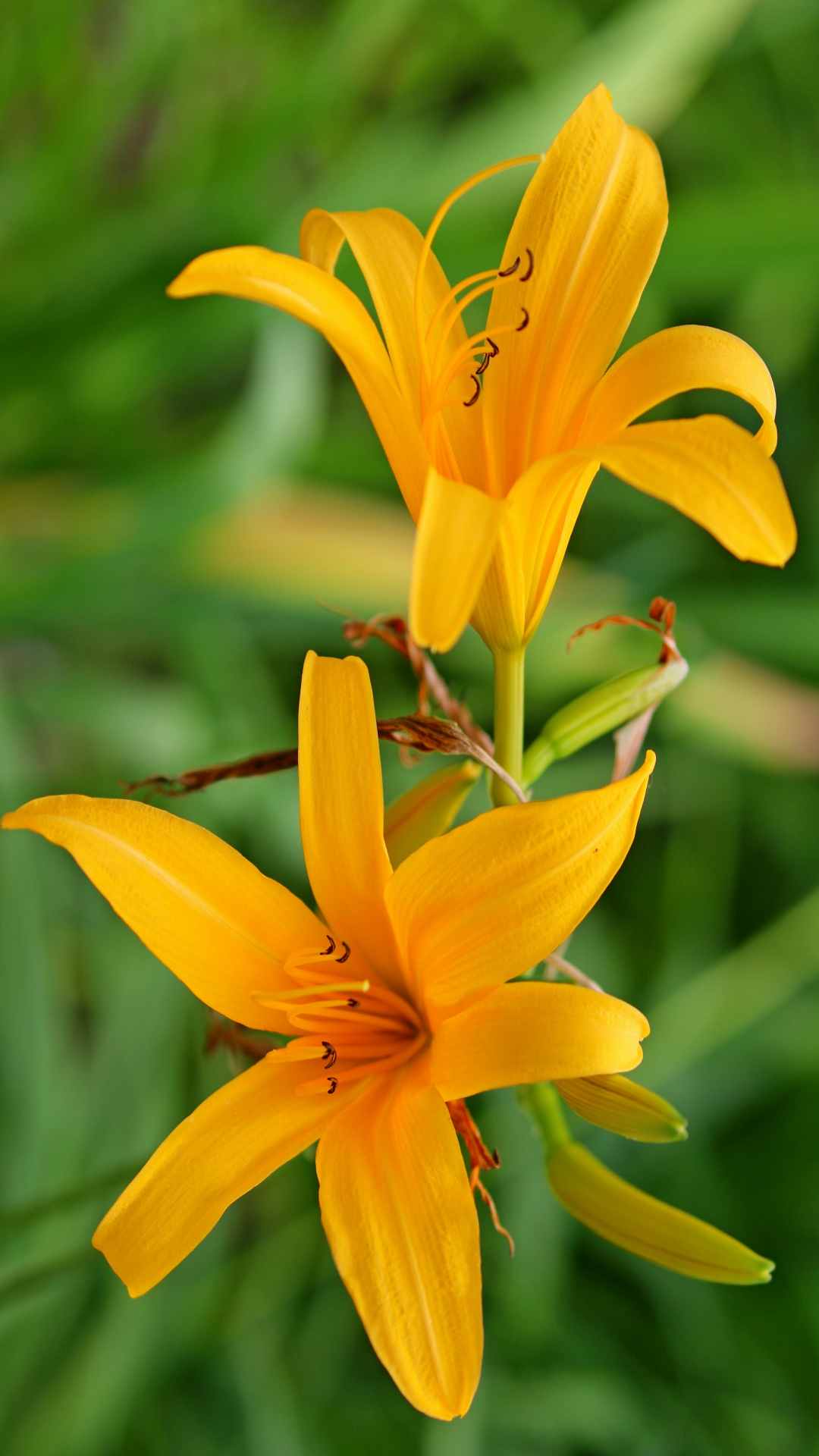 Lily Flower iPhone Wallpaper