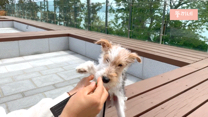  와이어 폭스 테리어 강아지 하치 처음 만난 날