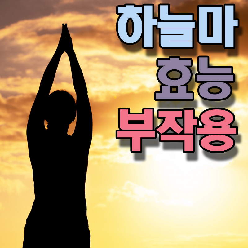  하늘마 열매마 효능 부작용