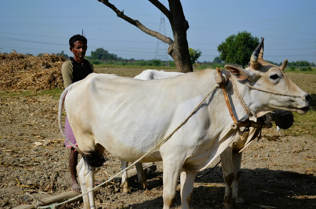 Ox