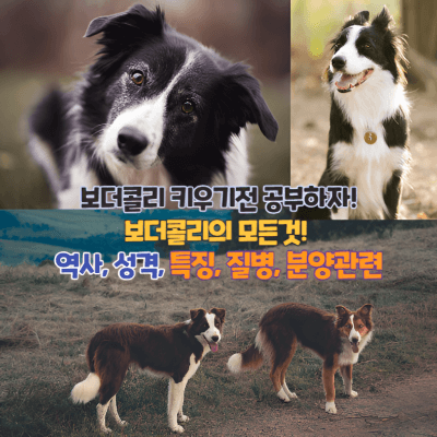 보더콜리의 멋진 사진을 모아서 섬네일 제작