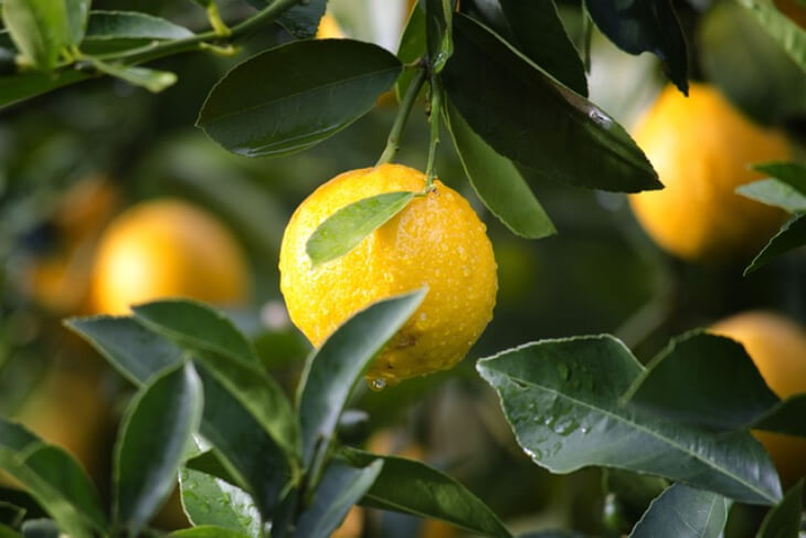 레몬-나무
