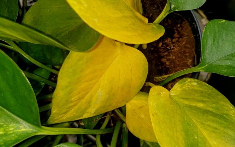 스킨답서스 잎 노랗게 변하는 이유