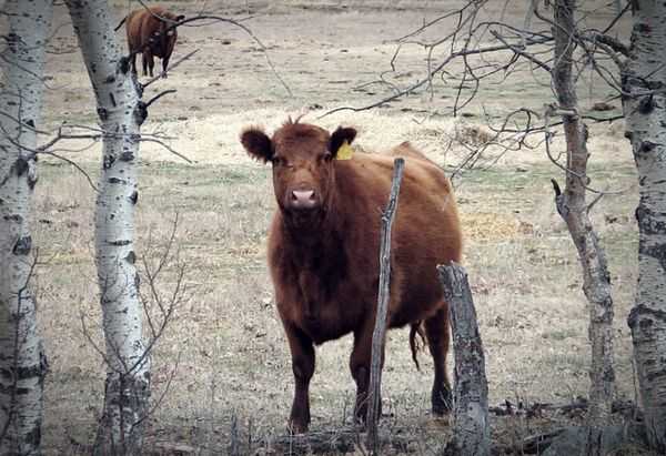 해몽 풀이정리 소꿈 소를보는꿈 2