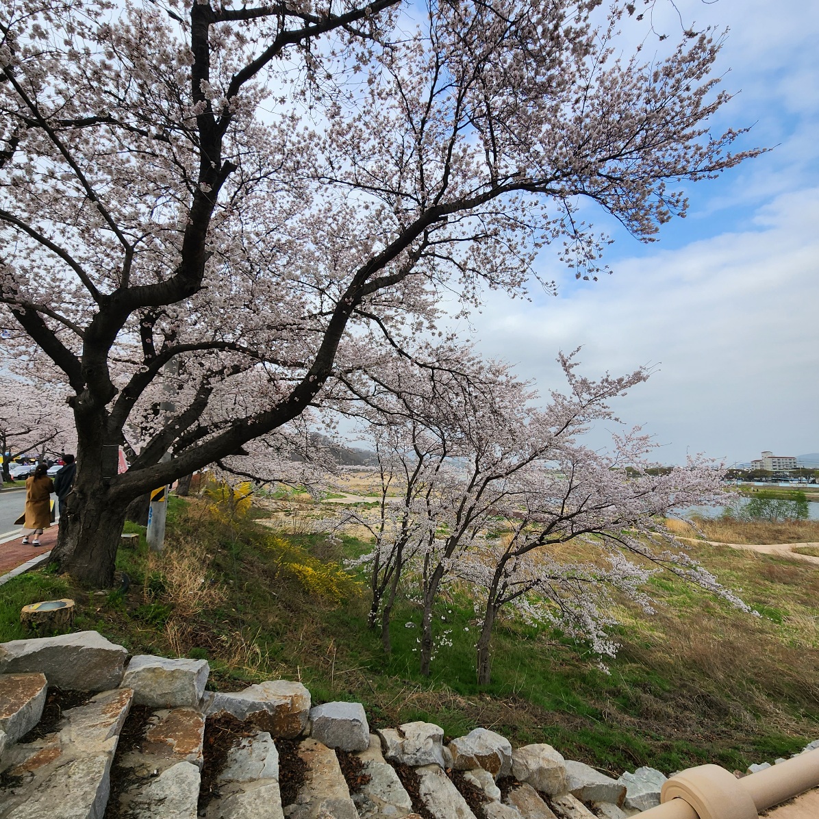 경주-흥무로-벚꽃상황