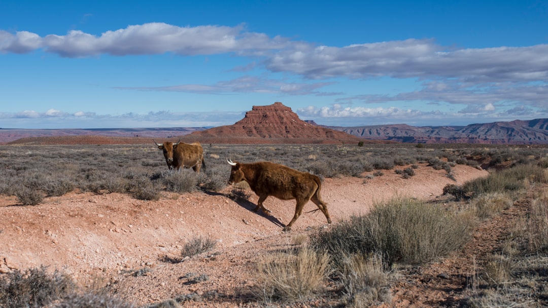 Ox