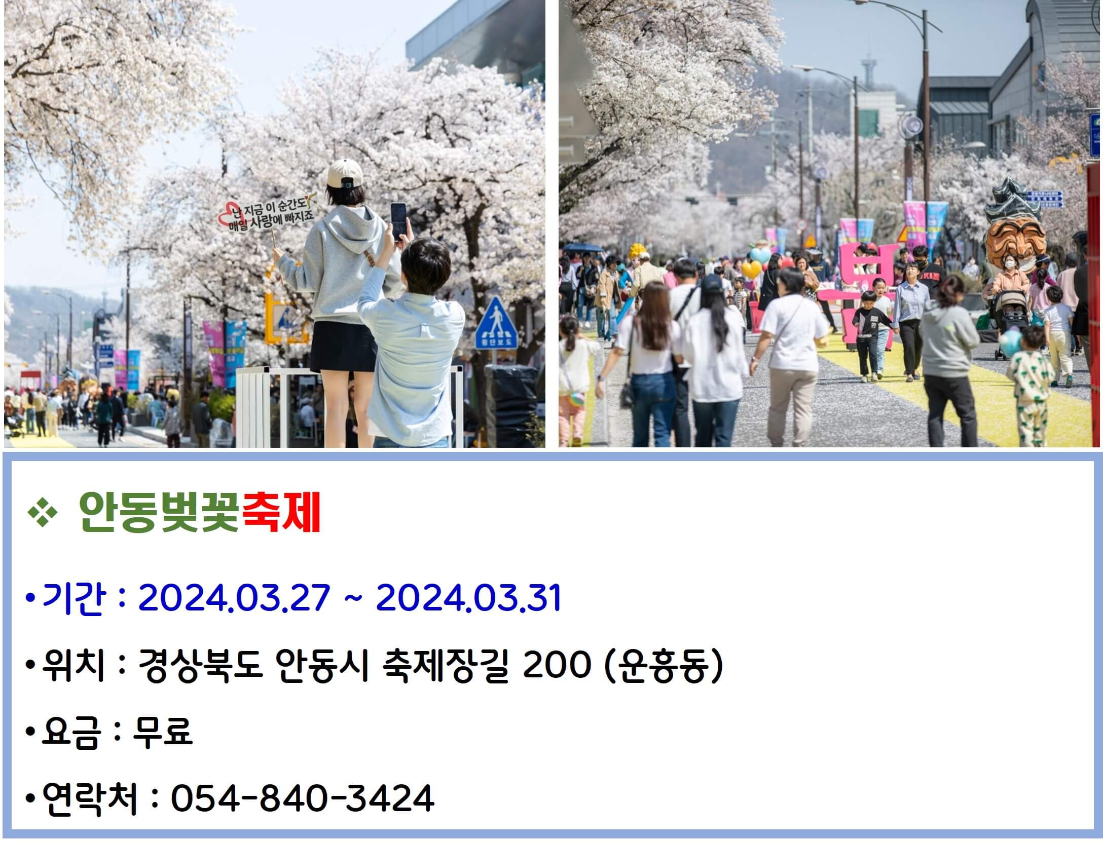 안동벚꽃축제