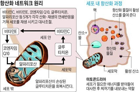  영양제 초보자 구매 가이드