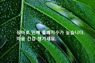 빗방울 맺힌 몬스테라 나뭇잎