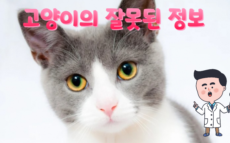  고양이의 잘못된 정보 확실히 알려드림