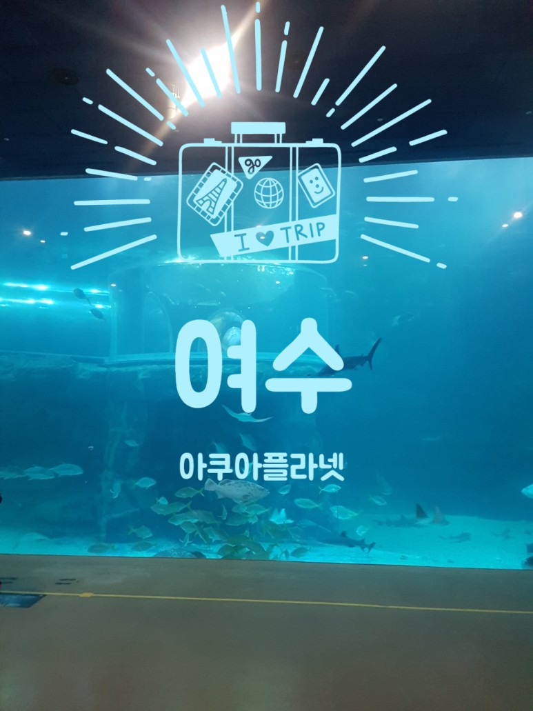  여수 가볼만한곳 여수 아쿠아플라넷 할인 및 주차 팁