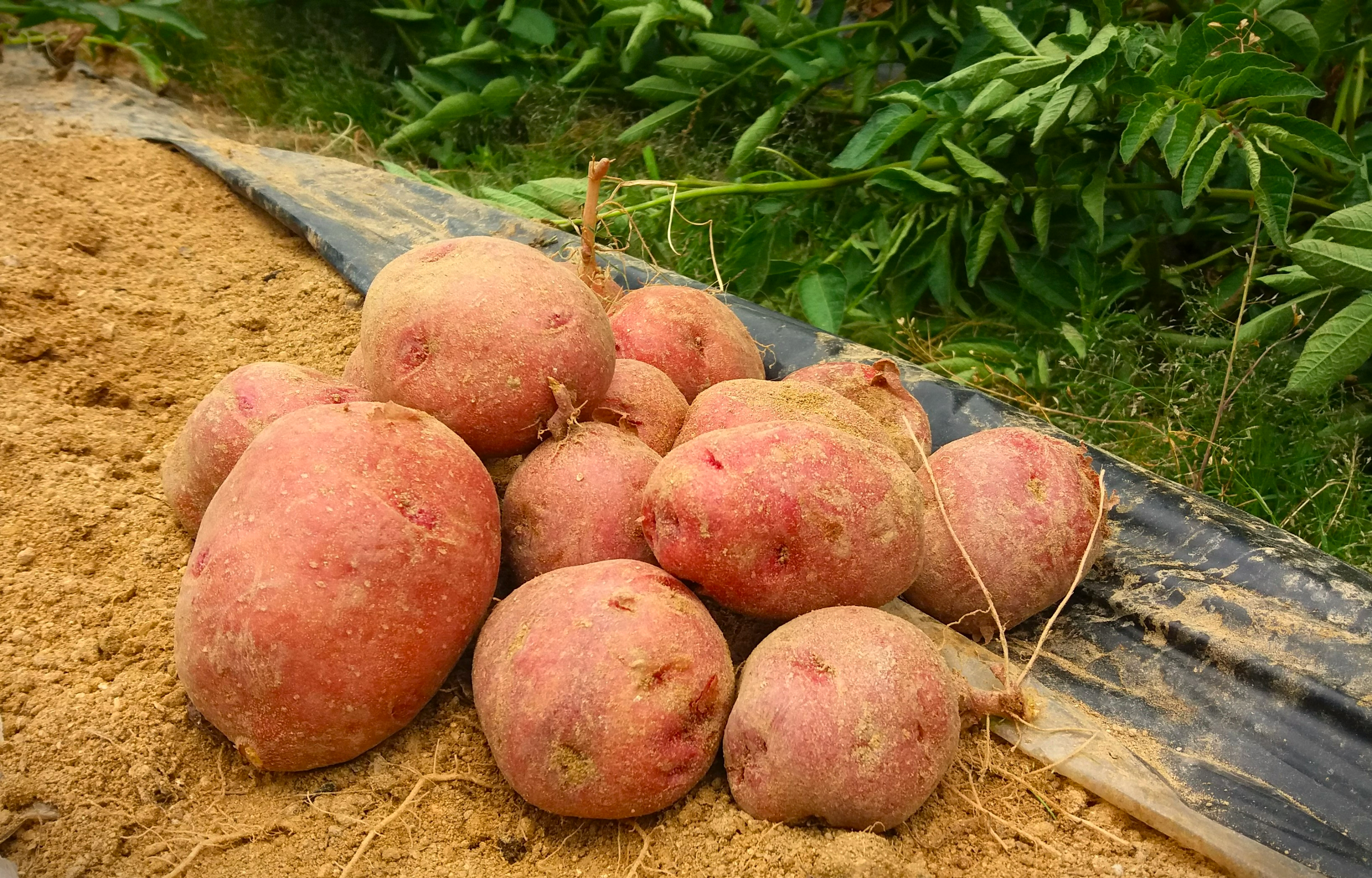 감자재배법-감자-수확시기-홍감자-수확