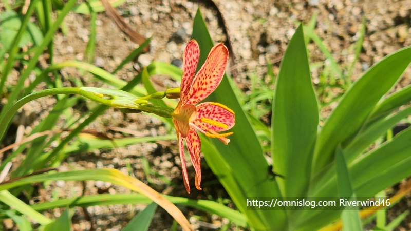 애기범부채(Crocosmia crocosmiflora)꽃,범부채꽃