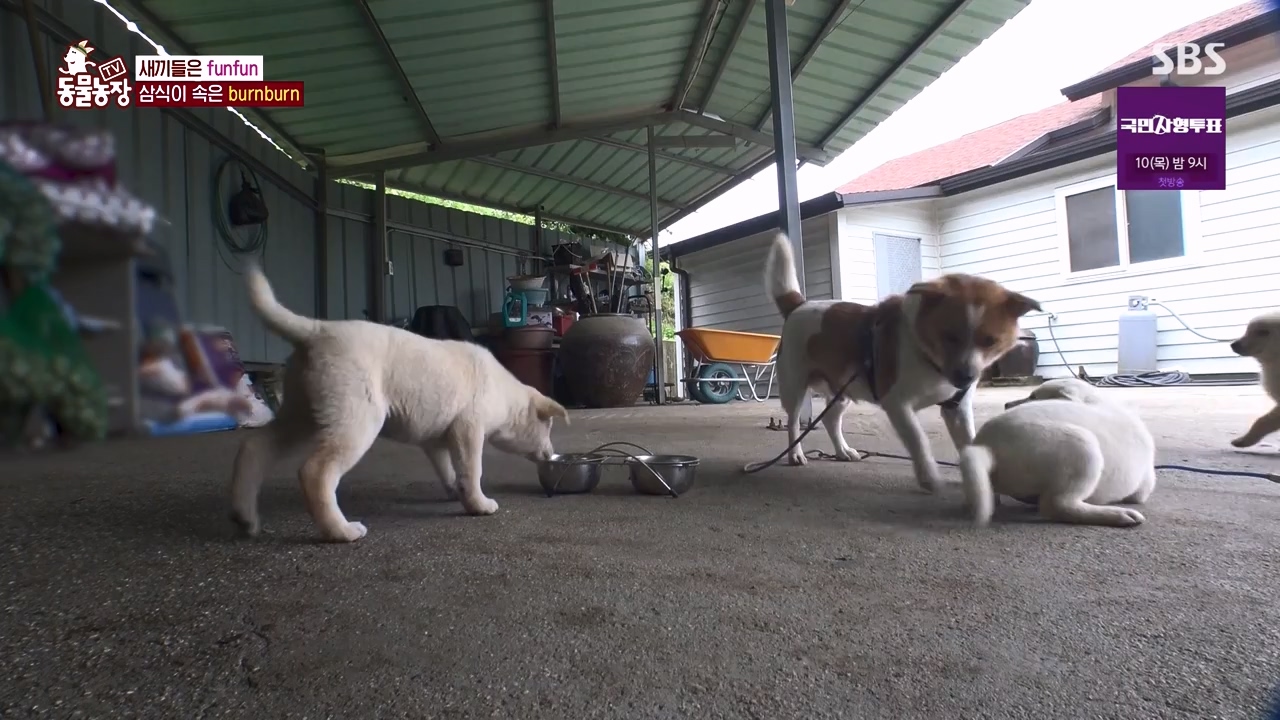 TV 동물농장.E1131.230731p-NEXT.mp4_20230730_190937.764.jpg