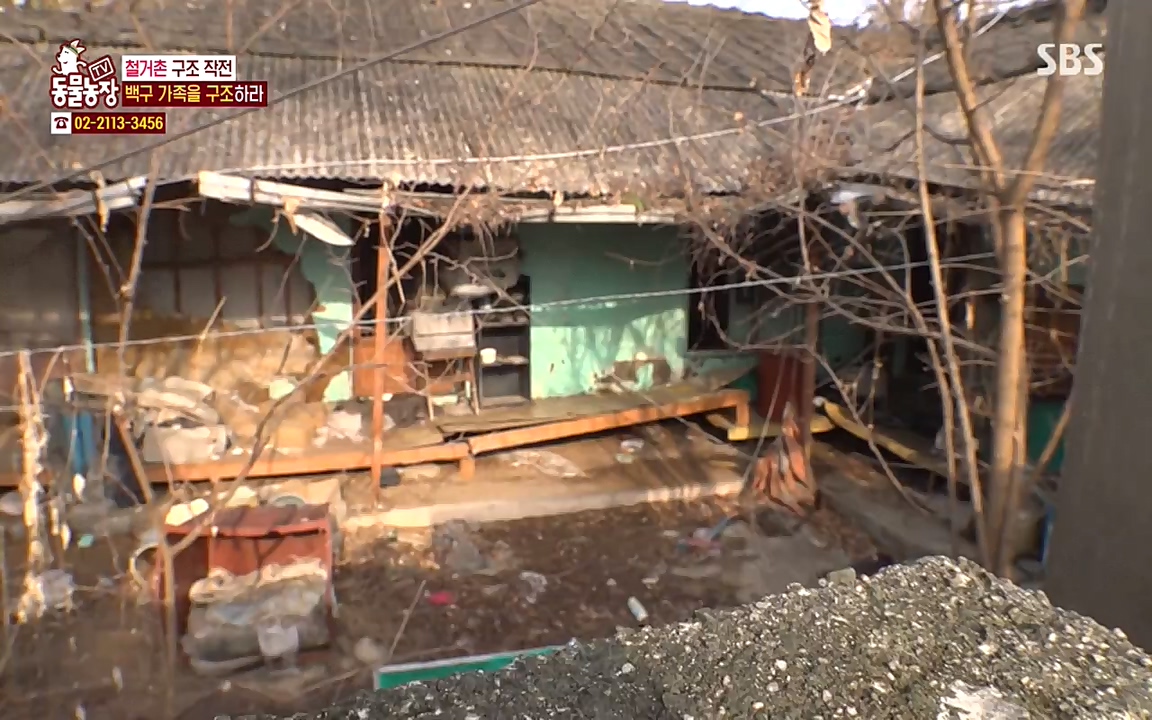 TV 동물농장.E1065.220418p-NEXT.mp4_20220417_181318.493.jpg