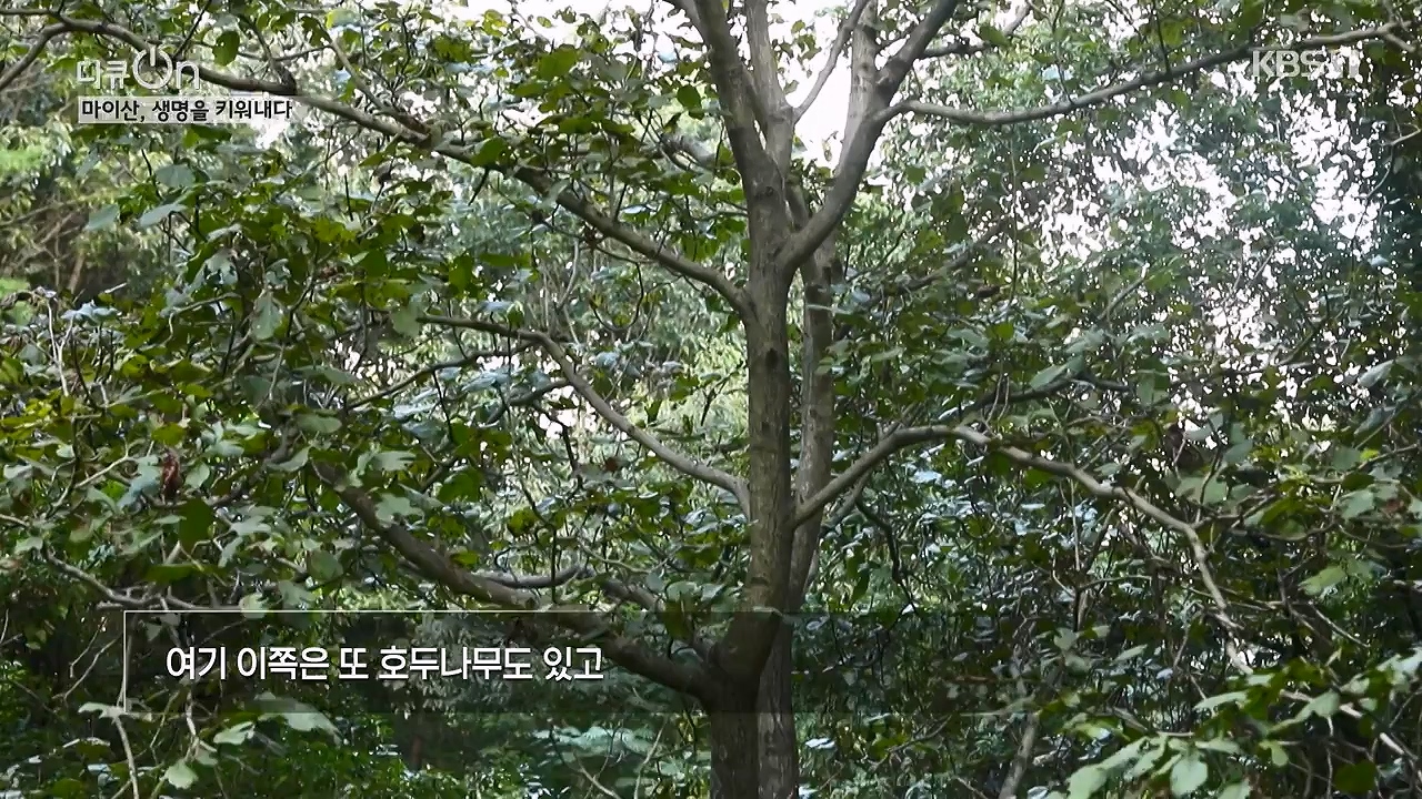 다큐 온.E215.230917p-NEXT.mp4_20230922_213550.959.jpg