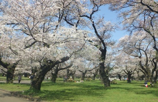 푸른 잔디위로 흰색 벚꽃들이 나무에 피어 있다.
