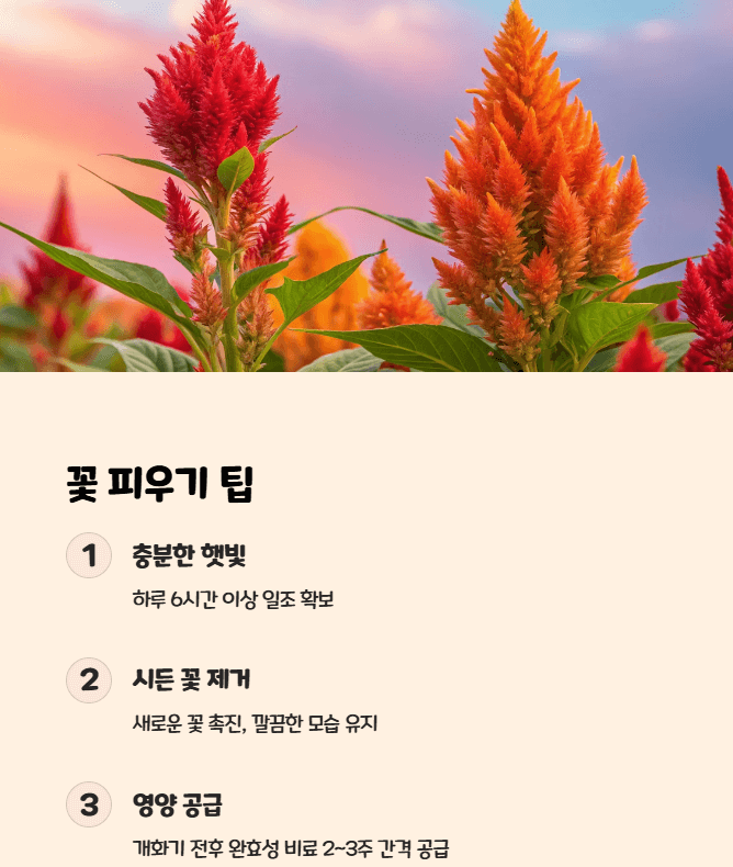 맨드라미 꽃