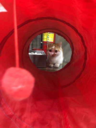 새끼고양이 입질 이유? 새끼고양이 무는 이유와 대처방법, 주의사항 새끼고양이 입질 이유? 새끼고양이 무는 이유와 대처방법, 주의사항