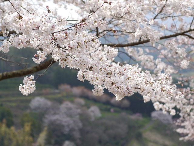 봄 벚꽃 모습(5)