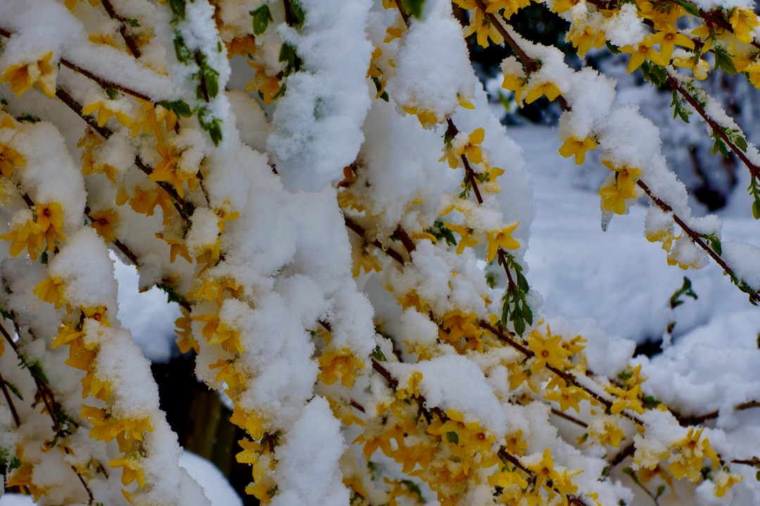 Forsythia